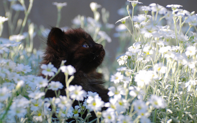Обои картинки фото животные, коты, цветы, котёнок