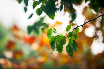 Картинка природа листья ветка дождь черемуха