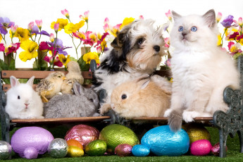 Картинка животные разные вместе цветы яйца цыплята кролики щенок собака котёнок пасха