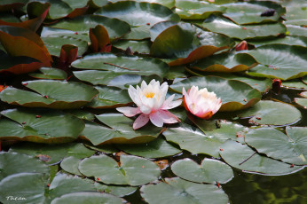 Картинка цветы лилии водяные нимфеи кувшинки листья пруд