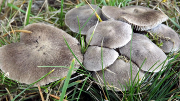 Картинка природа грибы серый шляпки
