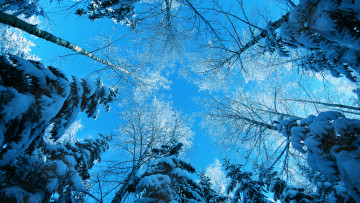 Картинка природа зима небо снег деревья