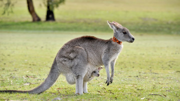 Картинка животные кенгуру фон природа