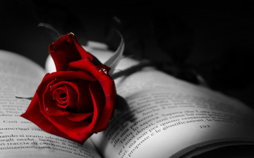Картинка цветы розы книга страницы роза красный