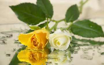 Картинка цветы розы желтый белый капли
