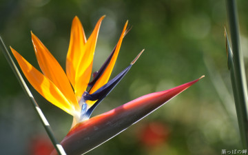 Картинка цветы стрелиция райская птица экзотика