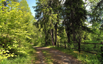 Картинка природа дороги лес дорога изгородь зелень