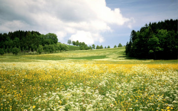 Картинка природа луга трава цветы деревья луг