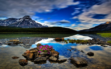 Картинка природа реки озера цветы камни озероя горы