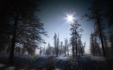 Картинка природа зима лучи лес иней солнце