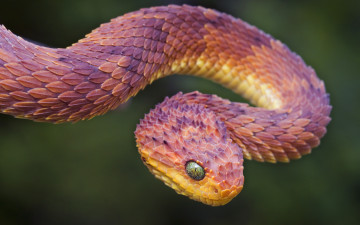 Картинка животные змеи питоны кобры гадюка