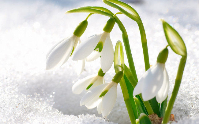 Обои картинки фото цветы, подснежники, белоцветник, снег