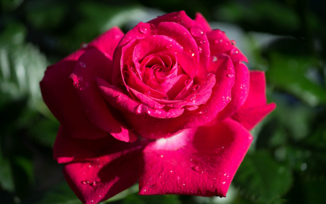 Обои картинки фото цветы, розы, капли, розовый