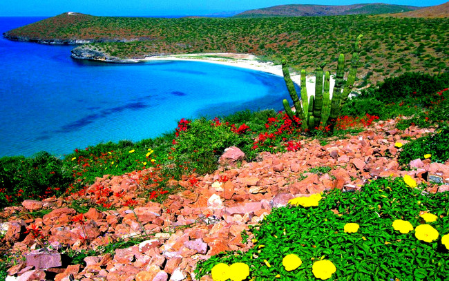 Обои картинки фото природа, побережье, камни, бухта, океан, кактус, цветы
