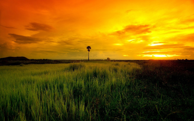 Обои картинки фото природа, восходы, закаты, тучи, свет, трава, поле