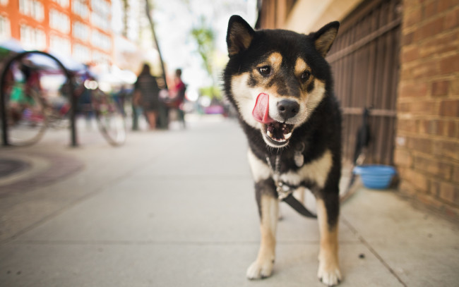 Обои картинки фото животные, собаки, улица, язык, собака