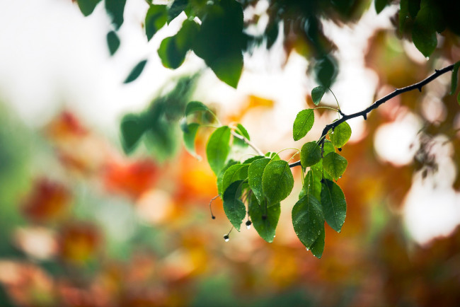 Обои картинки фото природа, листья, ветка, дождь, черемуха