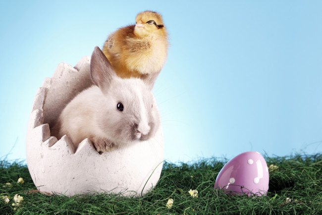 Обои картинки фото животные, разные, вместе, кролик, пасха, трава, яйцо, цыплёнок