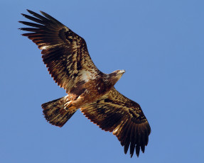 Картинка животные птицы+-+хищники орел птица хищник крылья взмах полет