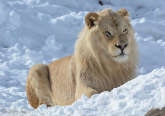 Картинка животные львы зима лев белый снег