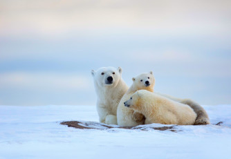 Картинка животные медведи белые медведица медвежата зима север холод снег