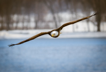 Картинка животные птицы+-+хищники хищник крылья полет орлан