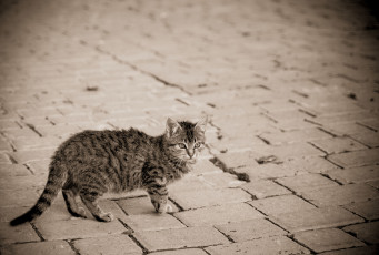 Картинка животные коты улица серый кошка мостовая