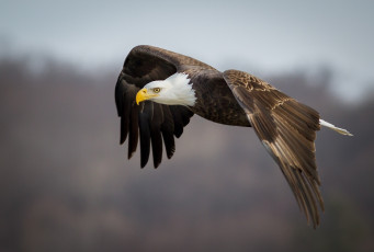 Картинка животные птицы+-+хищники орлан хищник крылья полет