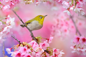 обоя животные, белоглазки, весна, природа, цветы, сакура, ветка, птица, красота, цветение
