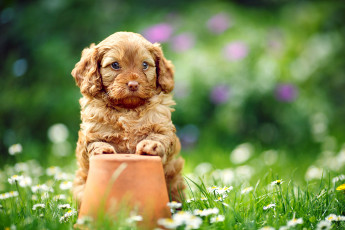 Картинка животные собаки щенок собака горшок трава цветы ромашки лето природа