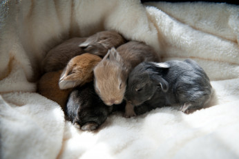 Картинка животные кролики +зайцы маленькие