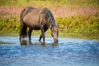 Картинка животные лошади водопой грива кобыла