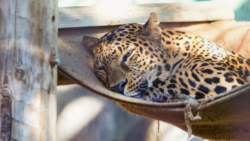 Картинка животные леопарды отдых морда кошка
