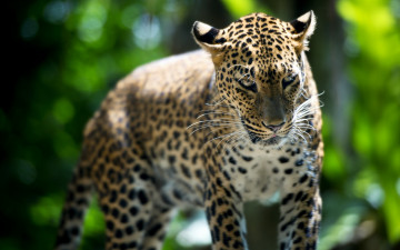 Картинка животные леопарды леопард фон взглЯд
