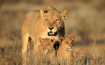 Картинка животные львы кошка львица семья детёныш львята львёнок