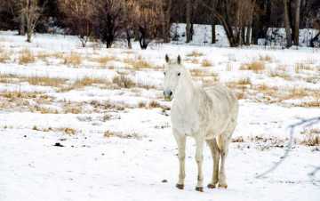 Картинка животные лошади снег поле зима конь