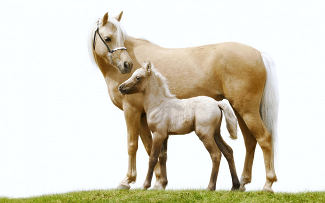 Обои картинки фото животные, лошади, пара, жеребёнок, белый, фон, трава, конь, лошадь
