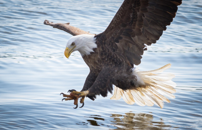 Обои картинки фото животные, птицы - хищники, атака, вода, крылья, хищник, орлан