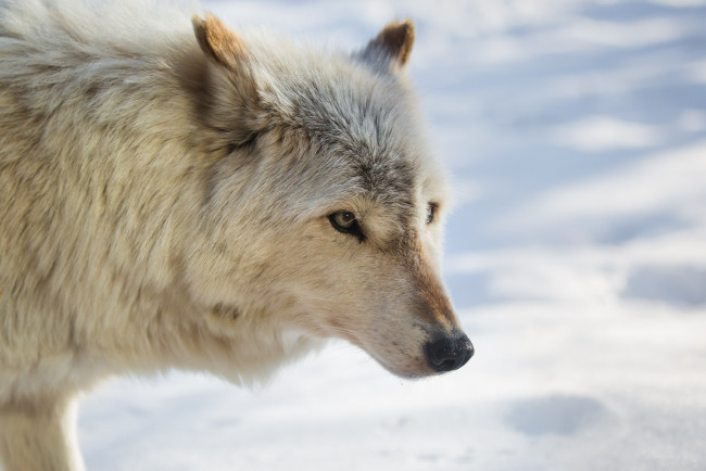 Обои картинки фото животные, волки,  койоты,  шакалы, зима, снег, мех, морда, профиль