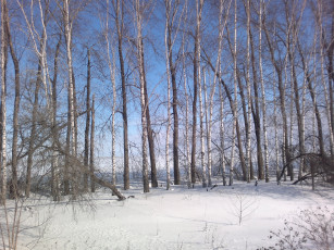Картинка деревья природа зима пейзаж березки
