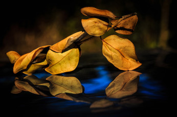 Картинка природа листья отражение ветка осень