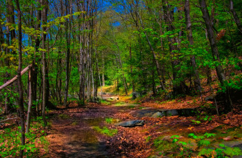 Картинка природа лес осень листва краски