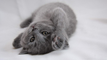 Картинка животные коты серый малыш котёнок