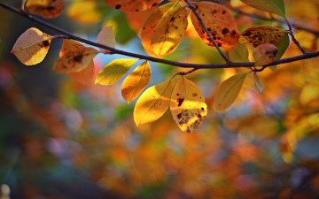 Картинка природа листья осень желтые дерево ветка