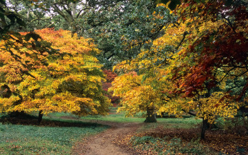 Картинка природа парк краски листва осень