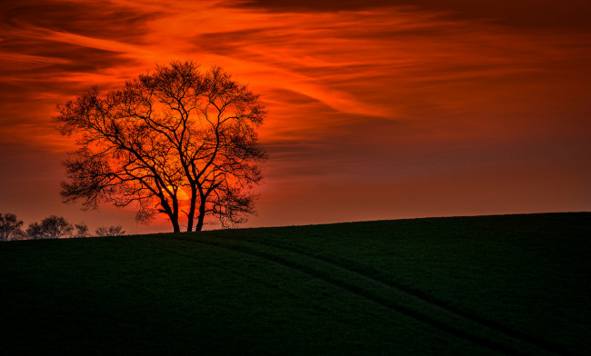 Обои картинки фото природа, восходы, закаты, пейзаж, закат, небо, дерево, ветки
