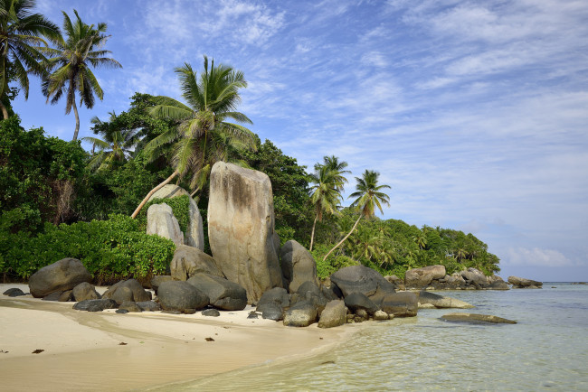 Обои картинки фото природа, тропики, пальмы, камни, пляж, океан