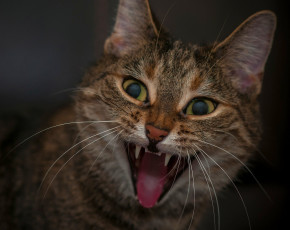 Картинка животные коты кот кошка мордашка пасть злюка