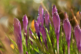 Картинка цветы крокусы капли блики роса фиолетовые весна