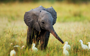 обоя животные, разные вместе, слонёнок, слоны, травка, маленький, детёныш